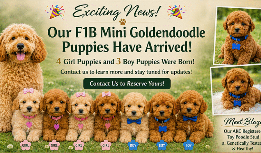 Everything to Know About Our New F1B Mini Goldendoodle Puppies